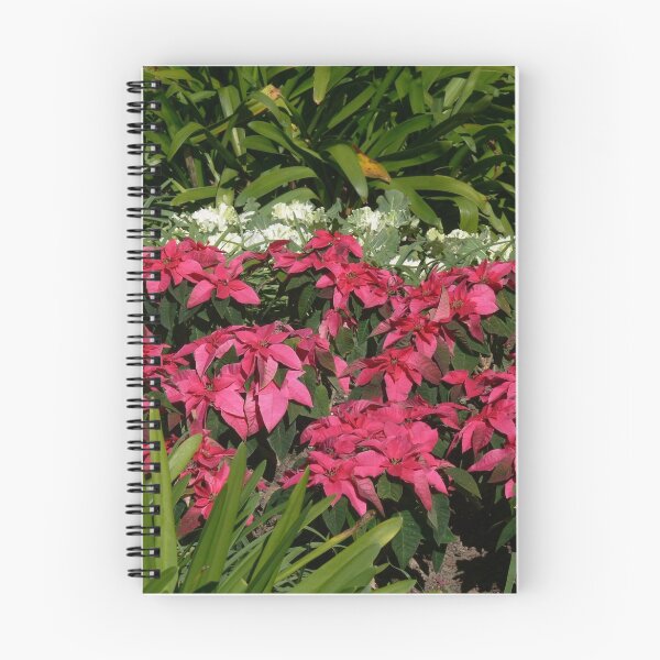 Item preview, Poinsettias designed and sold by PhotosByG.