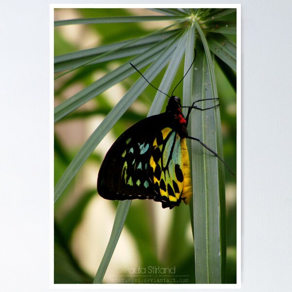 Item preview, Rainbow in the Rainforrest designed and sold by Gozza.