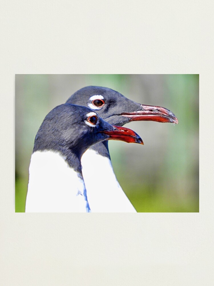 Alternate view of Tête-à-tête: Laughing Gulls Photographic Print