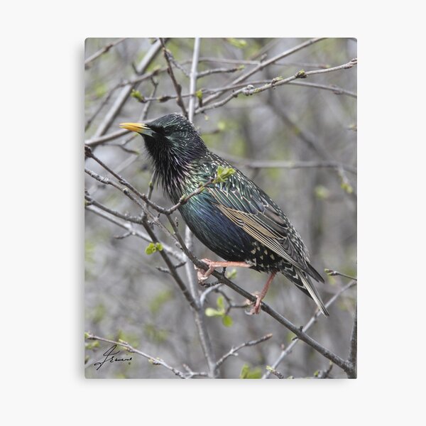 Item preview, European Starling 02 designed and sold by DigitallyStill.