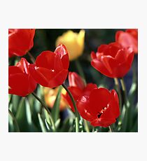 Red Flowers Photographic Print