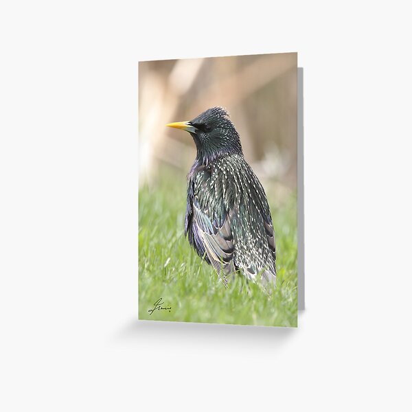 Item preview, European Starling 04 designed and sold by DigitallyStill.