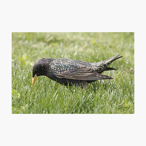 Item preview, European Starling 05 designed and sold by DigitallyStill.