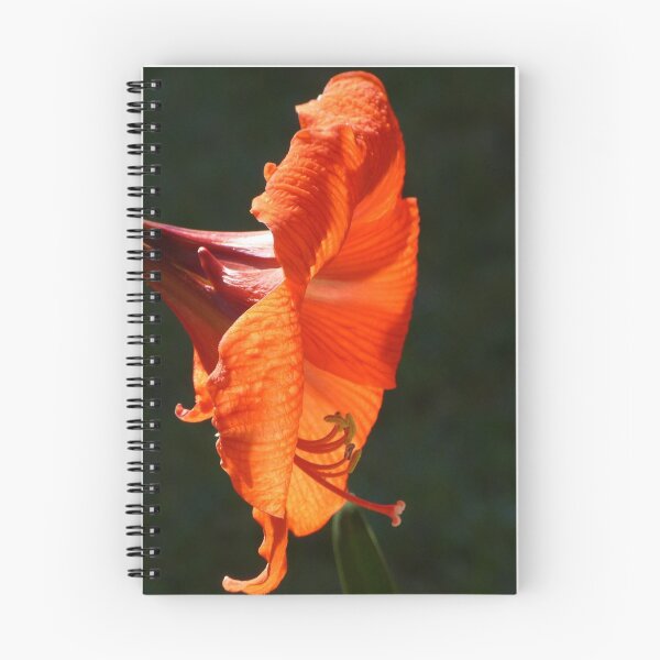 Item preview, A hippe designed and sold by PhotosByG.