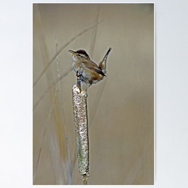 Item preview, Marsh Wren Sings Out it’s Song  designed and sold by Chuck Gardner.
