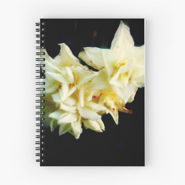 Item preview, Pale Beauty designed and sold by Melissa Park.