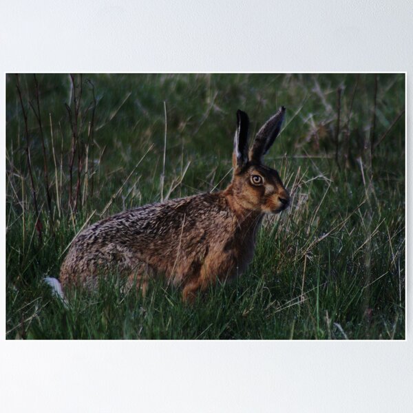 Item preview, European or Brown Hare designed and sold by Dave Godden.