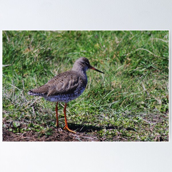 Item preview, Redshank designed and sold by Dave Godden.