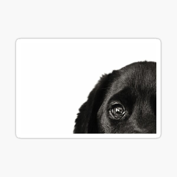 Item preview, Black Lab Peeking at You designed and sold by kristiclaud.
