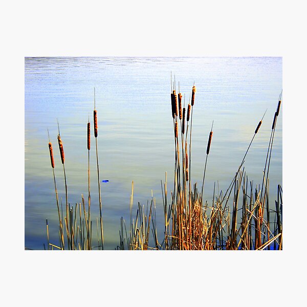 Item preview, Cattails By The Lake designed and sold by debbiedoda.