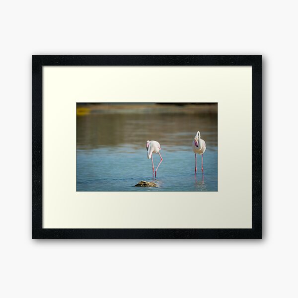 Item preview, Pretty Flamingos designed and sold by Ralph Goldsmith.
