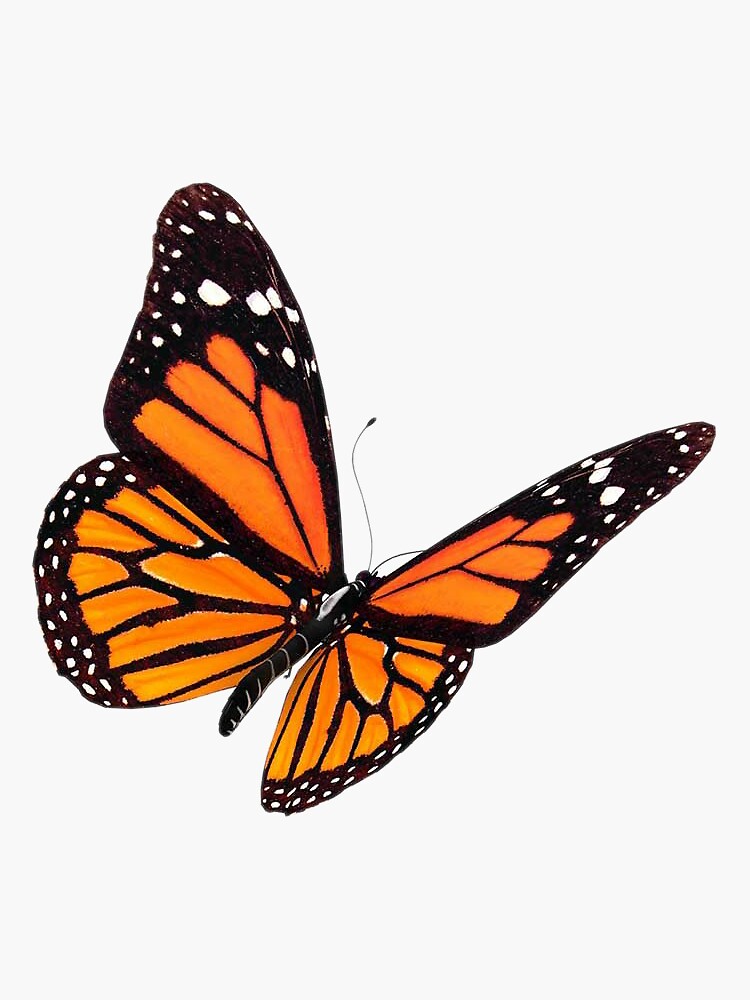 Monarch Butterfly by EmmaGSheehan