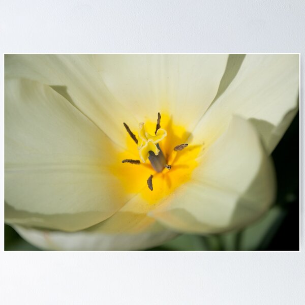 Item preview, Tulips in the Spring designed and sold by Squawk.