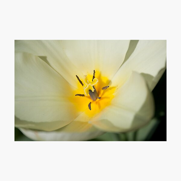 Item preview, Tulips in the Spring designed and sold by Squawk.