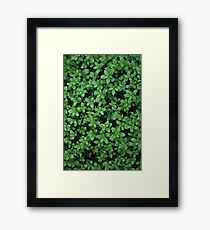 Macro Forest Framed Print