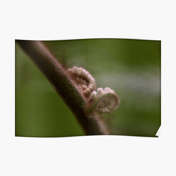 A Slow Unfurl Poster
