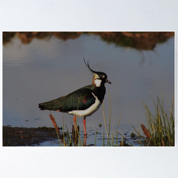 Item preview, Lapwing designed and sold by Dave Godden.