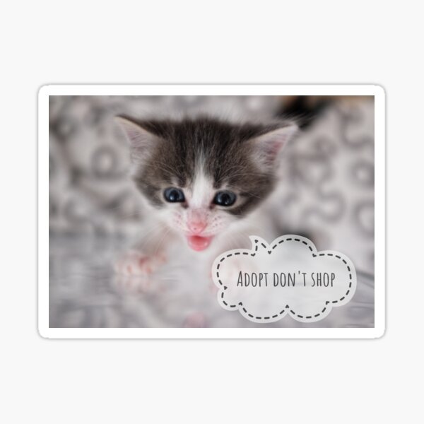 Macy the attention seeking grey and white kitten Sticker