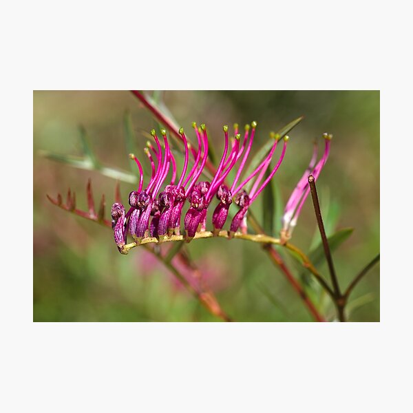 Autumn Pink Grevillea Photographic Print