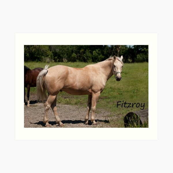 Fitzroy - NNEP Ottawa, On Art Print