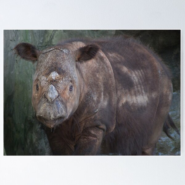 Artikelvorschau, Baby Rhino entworfen und verkauft von Kathy Newton.