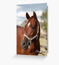 Chico - NNEP Ottawa, ON Greeting Card