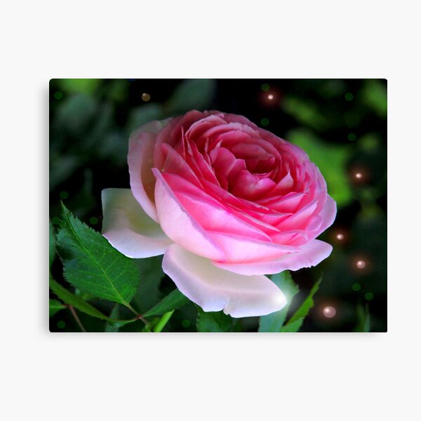 The dreaming rose Canvas Print