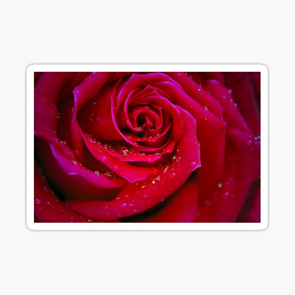 Drops on a Rose Sticker