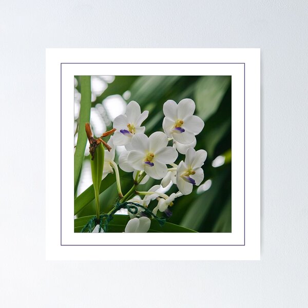 Item preview, Little White designed and sold by Jayne Le Mee.
