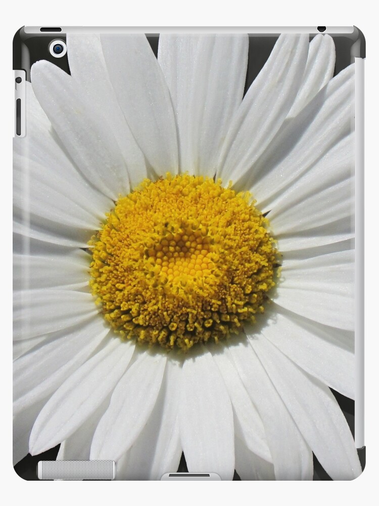 daisy, Daisy, Daisy Print, Daisy Coaster, Daisy Mug, Daisy