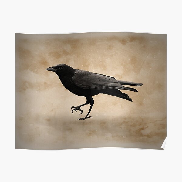 Rustic Crow Black Bird Modern Country Mordern Cottage Art Matted Picture A491 
