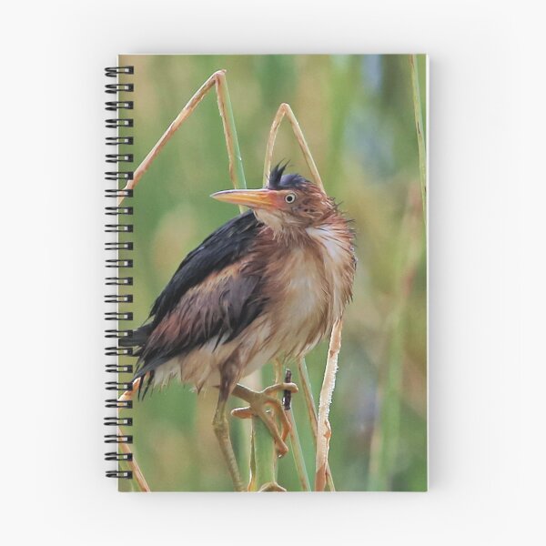 Item preview, Green Heron designed and sold by SuddenJim.