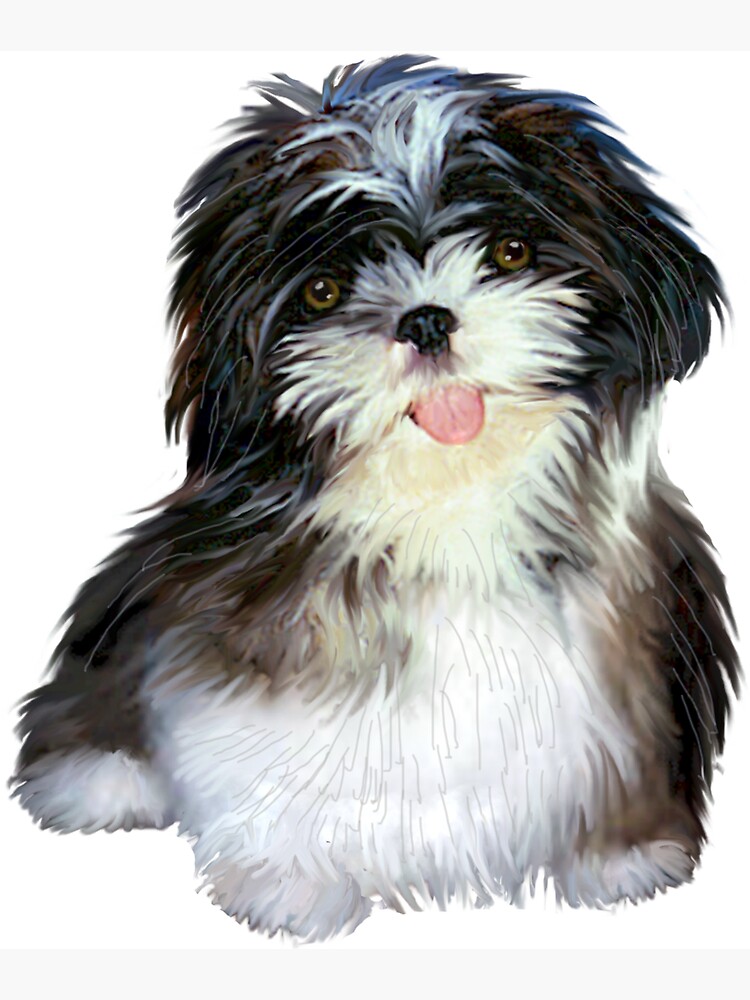 Shih Tzu Puppy (black and white) by JeanBFitzgerald