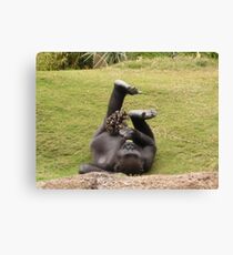 Gorilla Enrichment Canvas Print