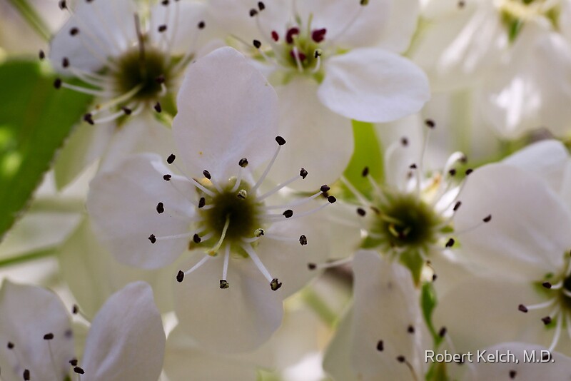 Pear Tree Michigan