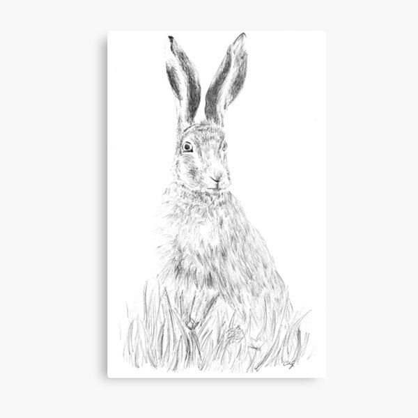 Hare Metal Print