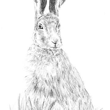 Artwork thumbnail, Hare by clgcreativearts