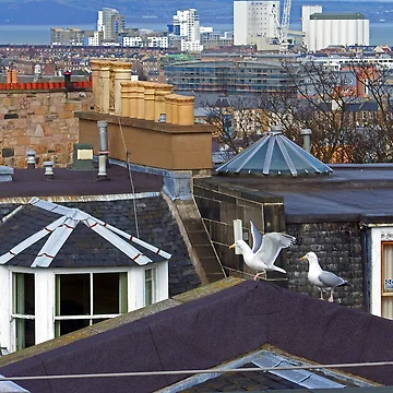 Artwork thumbnail, Edinburgh Rooftops by tomg