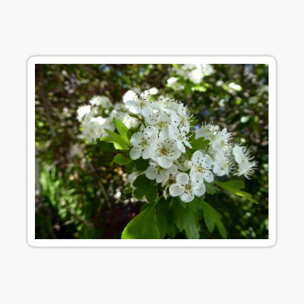 Ahri Skill set Van Gogh Flowers Hawthorn / Van Gogh Flowers Home