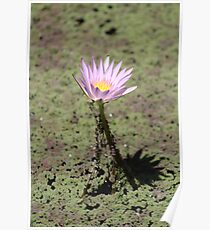 Lily Pad Poster