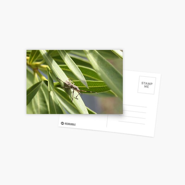 "Stinkbug on a Frangipanni Leaf" Postcard