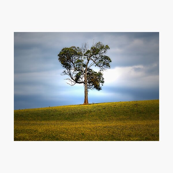 Solitude standing... Photographic Print