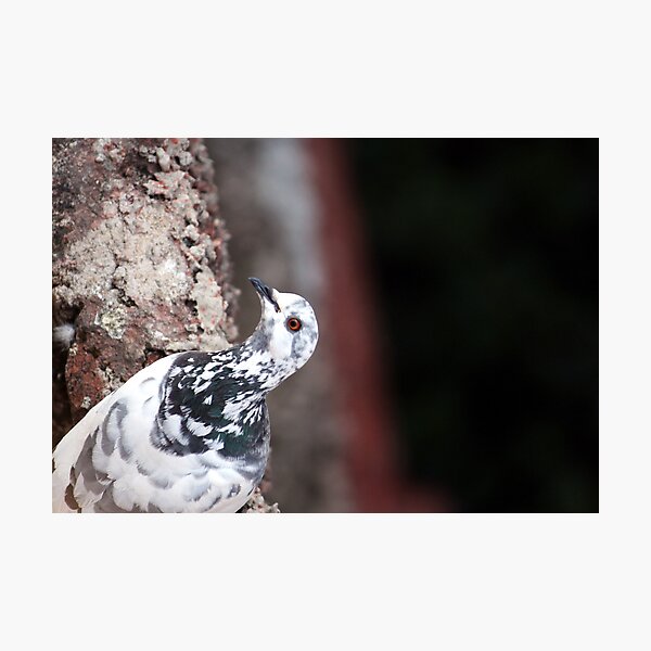 A curious Pigeon Photographic Print