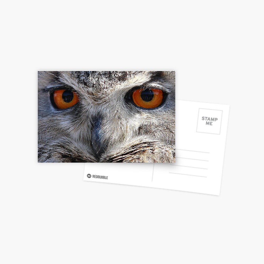 Eagle Owl Stare Postcard