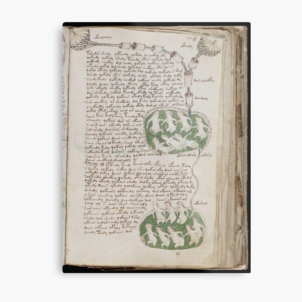 Voynich Manuscript. Illustrated codex hand-written in an unknown writing system Metal Print
