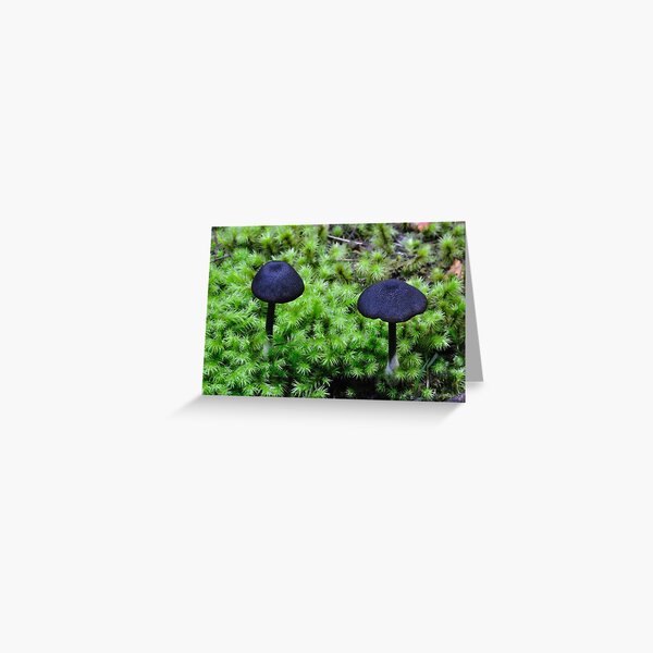 Black Caps Greeting Card