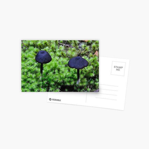 Black Caps Postcard