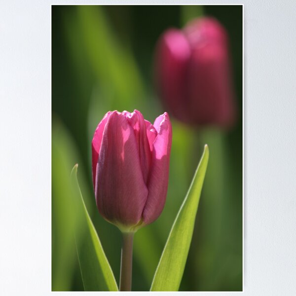 Item preview, purple tulip designed and sold by Nugrahini Tj..