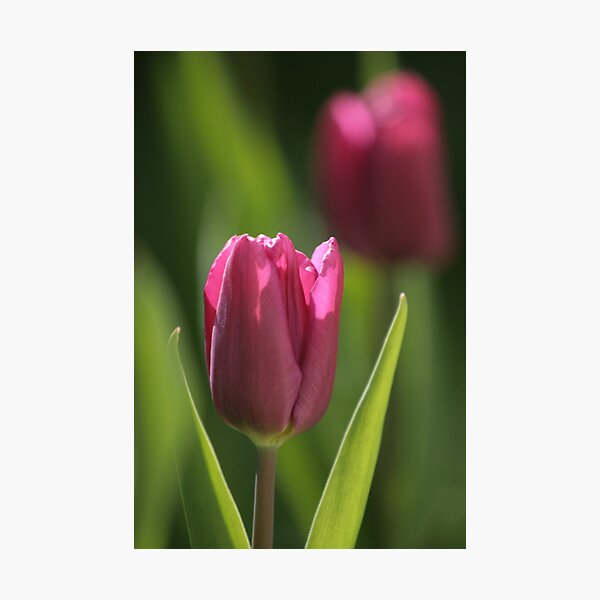 Artikelvorschau, purple tulip entworfen und verkauft von Nugrahini Tj..