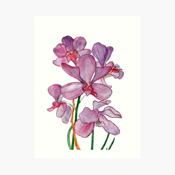 Tropical Pink Ochid Flowers Art Print